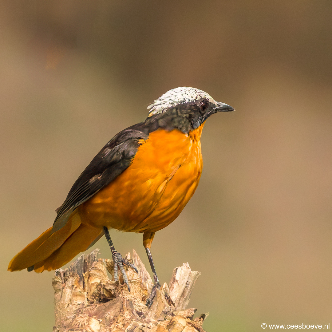 Schubkaplawaaimaker | Senegambia - Gambia , 17 januari 2025