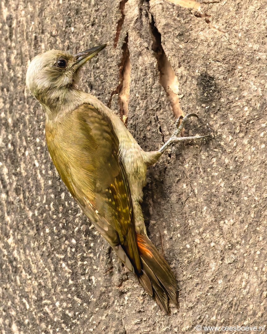 Grijsgroene specht | Senegambia - Gambia, 17 januari 2025