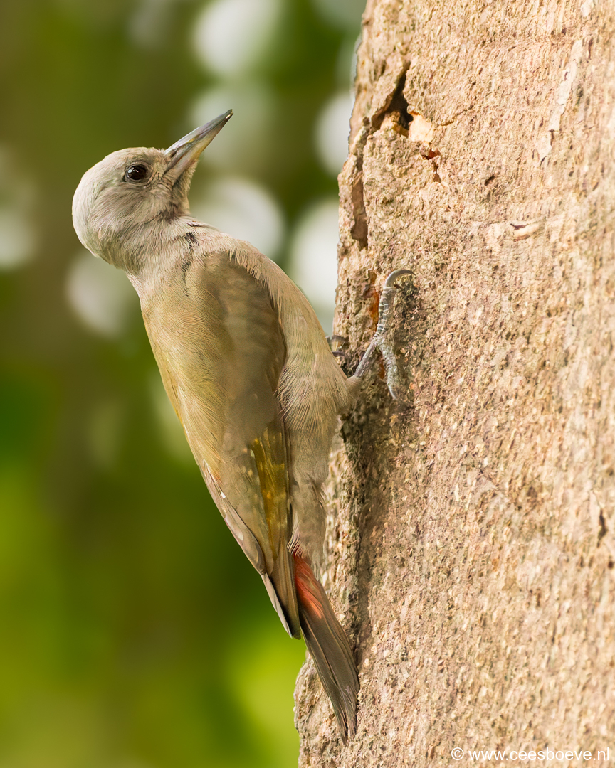Grijsgroene specht | Senegambia - Gambia, 17 januari 2025
