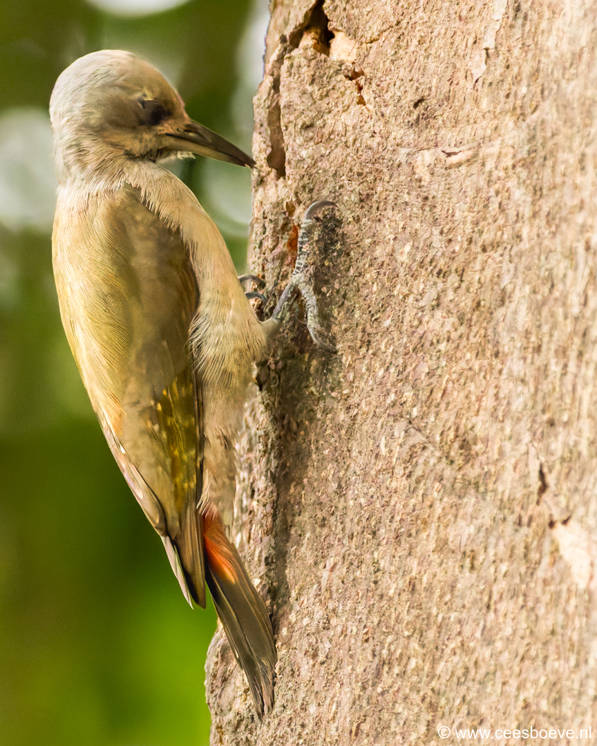 Grijsgroene specht | Senegambia - Gambia, 17 januari 2025
