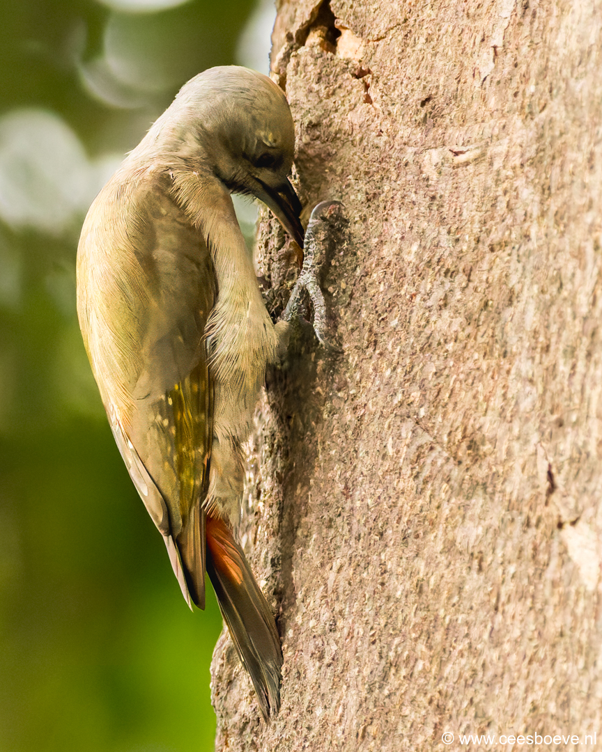 Grijsgroene specht | Senegambia - Gambia, 17 januari 2025