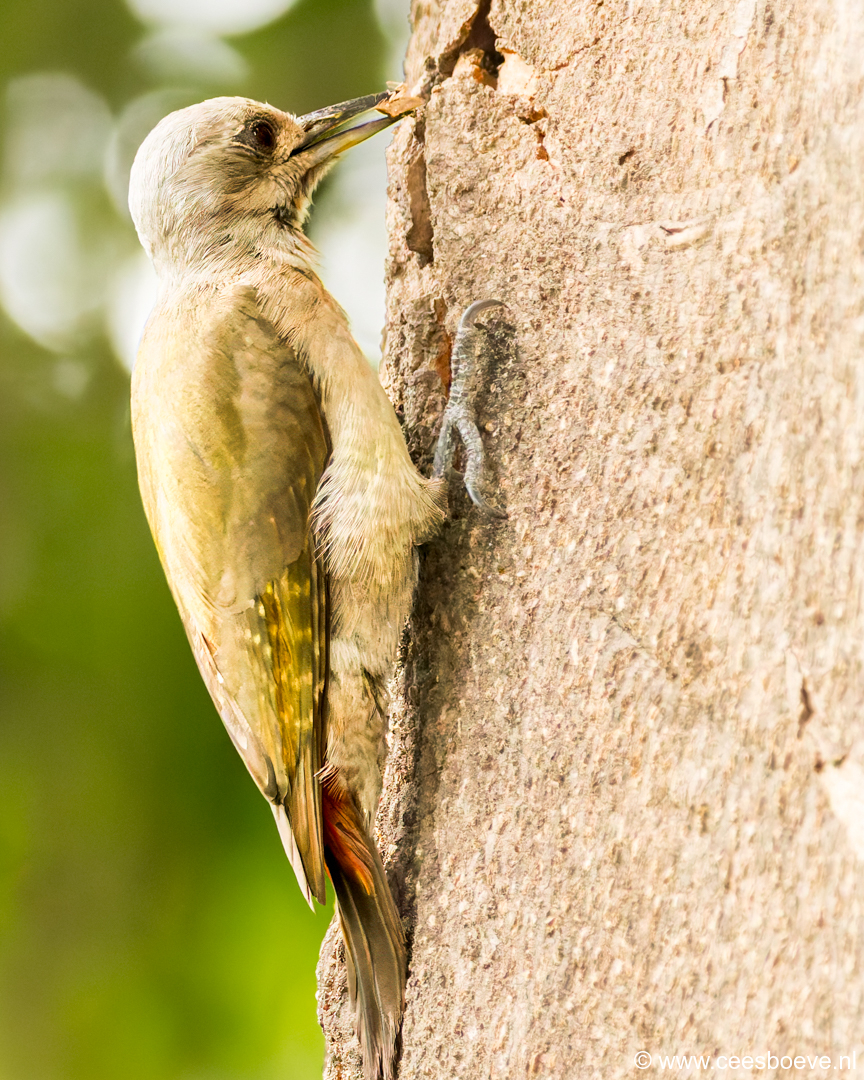 Grijsgroene specht | Senegambia - Gambia, 17 januari 2025