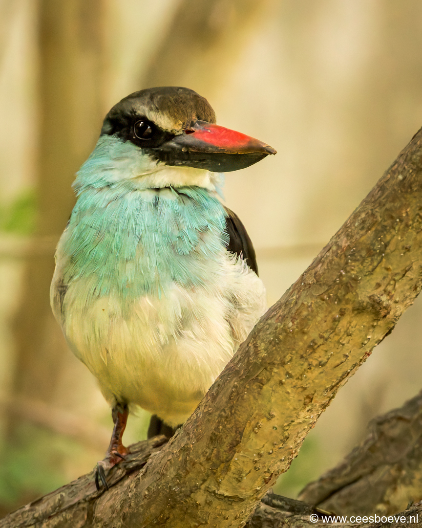 Teugelijsvogel | Senegambia - Gambia, 18 januari 2025