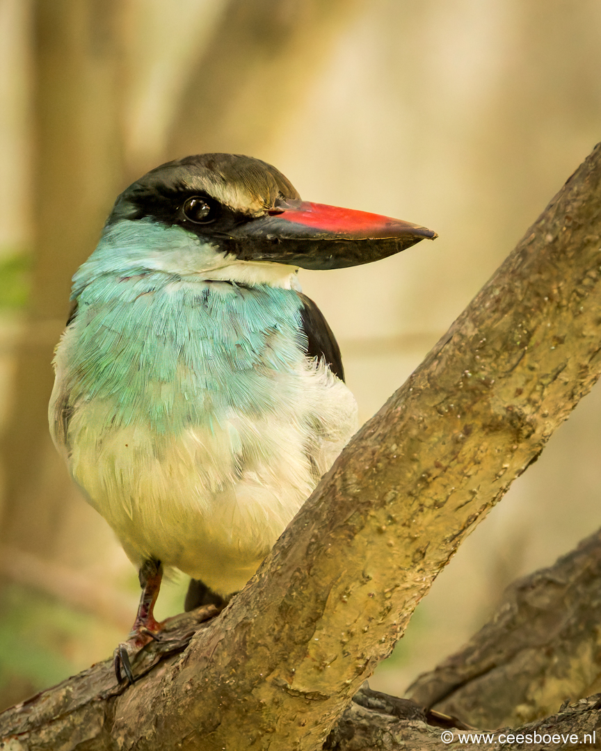 Teugelijsvogel | Senegambia - Gambia, 18 januari 2025