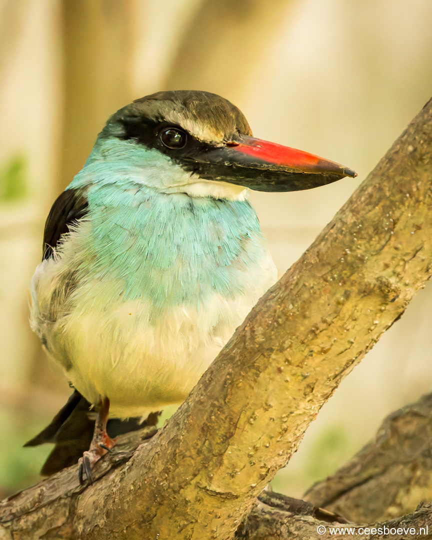 Teugelijsvogel | Senegambia - Gambia, 18 januari 2025