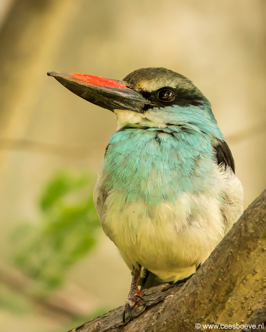 Teugelijsvogel | Senegambia - Gambia, 18 januari 2025