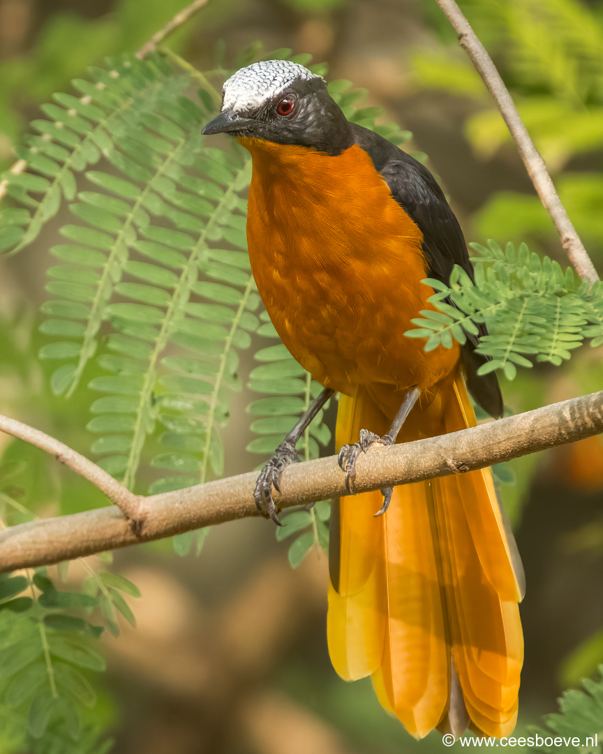 Schubkaplawaaimaker | Senegambia - Gambia , 17 januari 2025