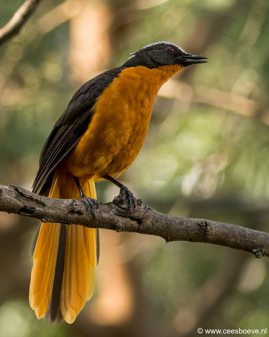 Schubkaplawaaimaker | Senegambia - Gambia , 17 januari 2025