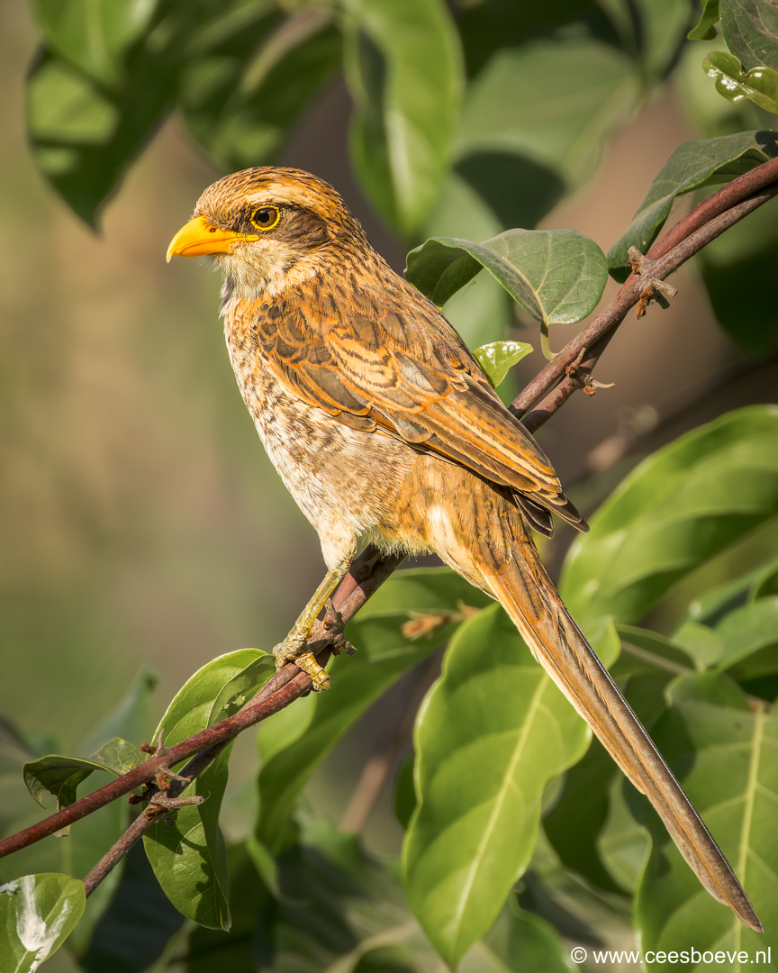 Geelsnavelklauwier |  Senegambia - Gambia, 19 januari 2025