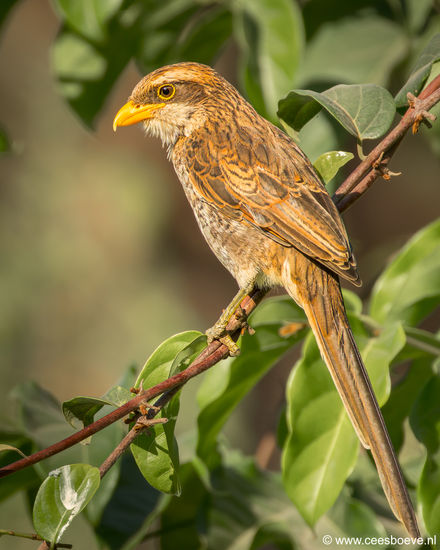 Geelsnavelklauwier |  Senegambia - Gambia, 19 januari 2025