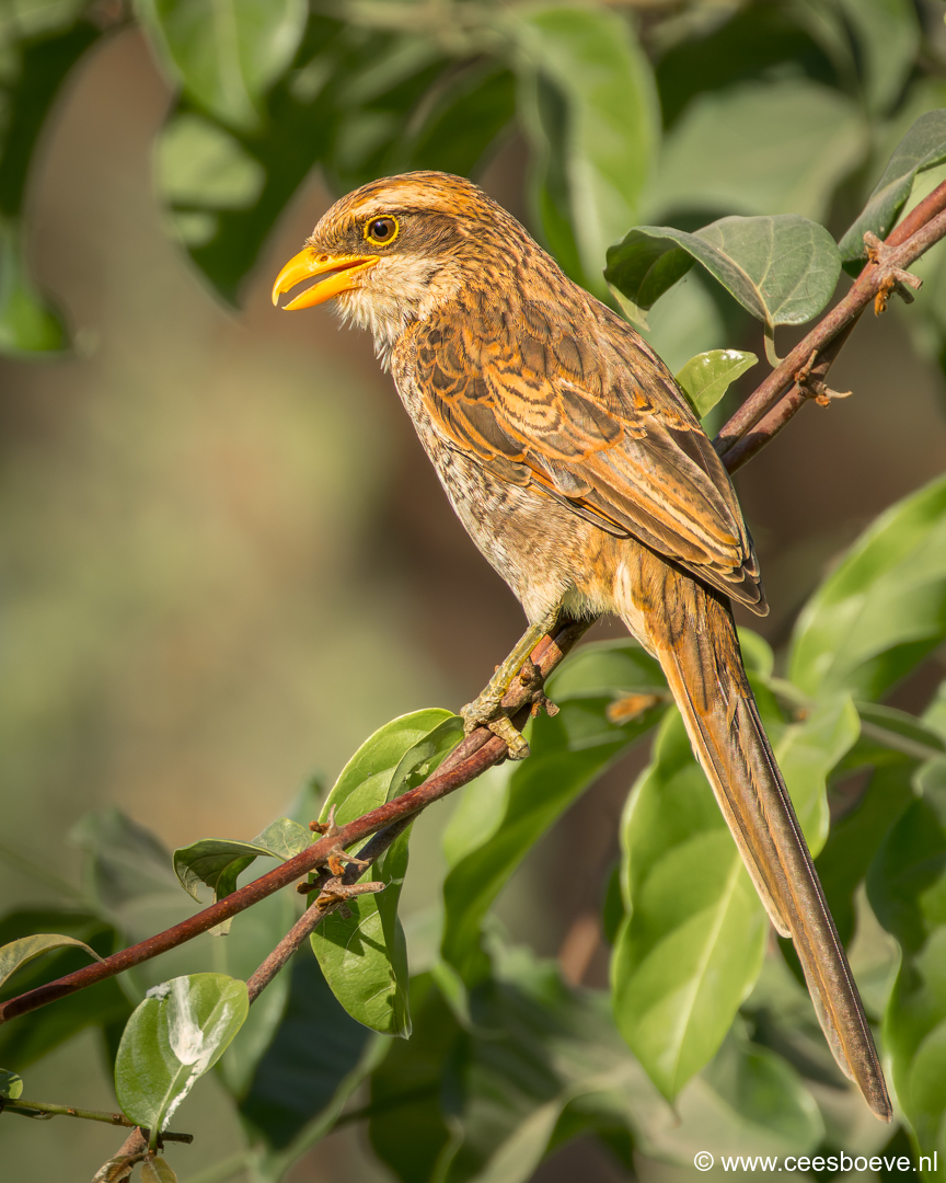 Geelsnavelklauwier |  Senegambia - Gambia, 19 januari 2025