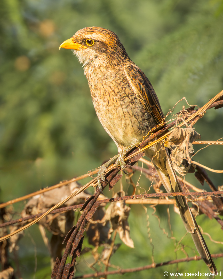 Geelsnavelklauwier |  Senegambia - Gambia, 19 januari 2025