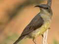 Ornaathoningzuiger (vrouwtje) | Tanji Bird Reserve- Gambia, 14 januari 2025