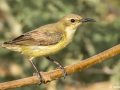 Ornaathoningzuiger (vrouwtje) | Tanji Bird Reserve- Gambia, 14 januari 2025