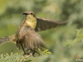 Ornaathoningzuiger (vrouwtje) | Tanji Bird Reserve- Gambia, 14 januari 2025