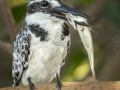 Bonte ijsvogel | Kotu Creek - Gambia, 11 januari 2025