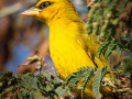 Olijfnekwever | Tanji Bird Reserve - Gambia , 14 januari 2025