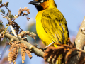 Olijfnekwever | Tanji Bird Reserve - Gambia , 14 januari 2025