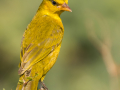 Olijfnekwever | Tanji Bird Reserve - Gambia , 14 januari 2025