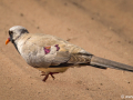 Maskerduif | Tanji Bird Reserve - Gambia, 14 januari 2025