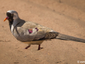 Maskerduif | Tanji Bird Reserve - Gambia, 14 januari 2025