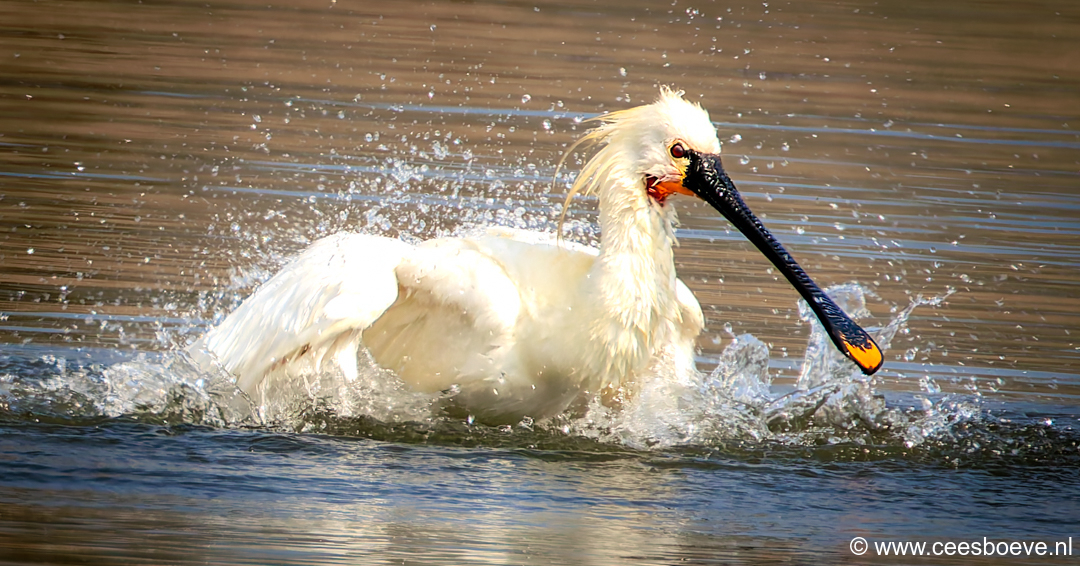Lepelaar | Zevenhuizerplas,  24 maart 2025