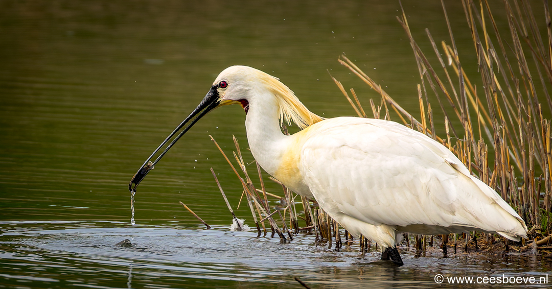 Lepelaar | Zevenhuizerplas,  24 maart 2025