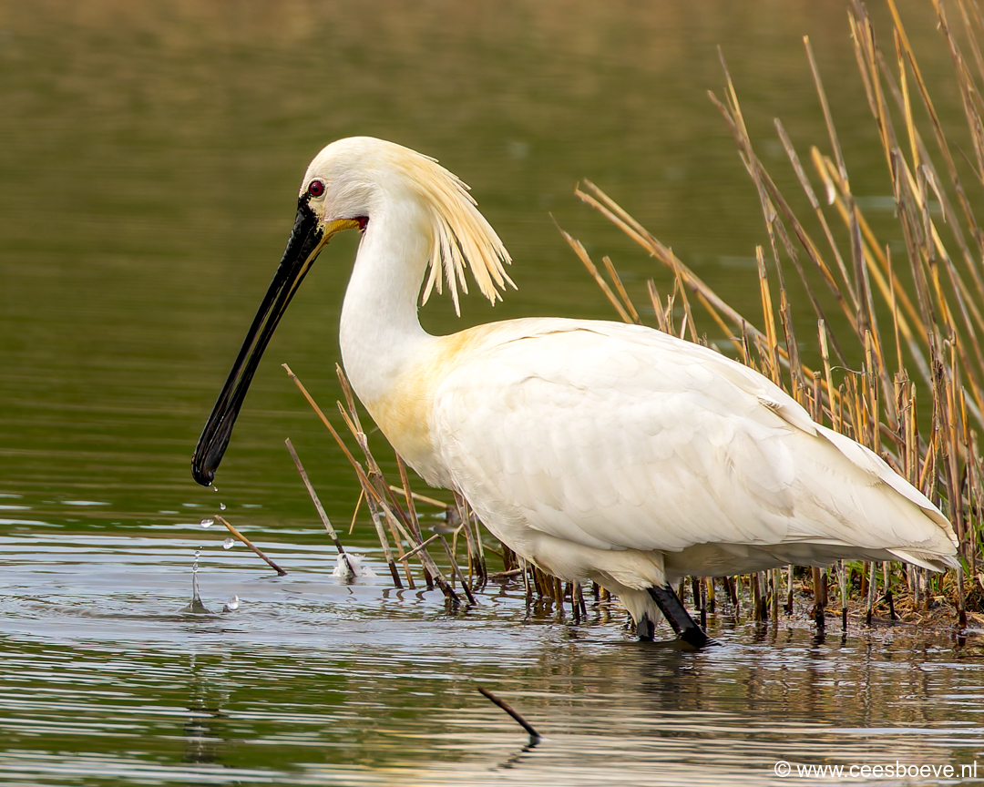 Lepelaar | Zevenhuizerplas,  24 maart 2025
