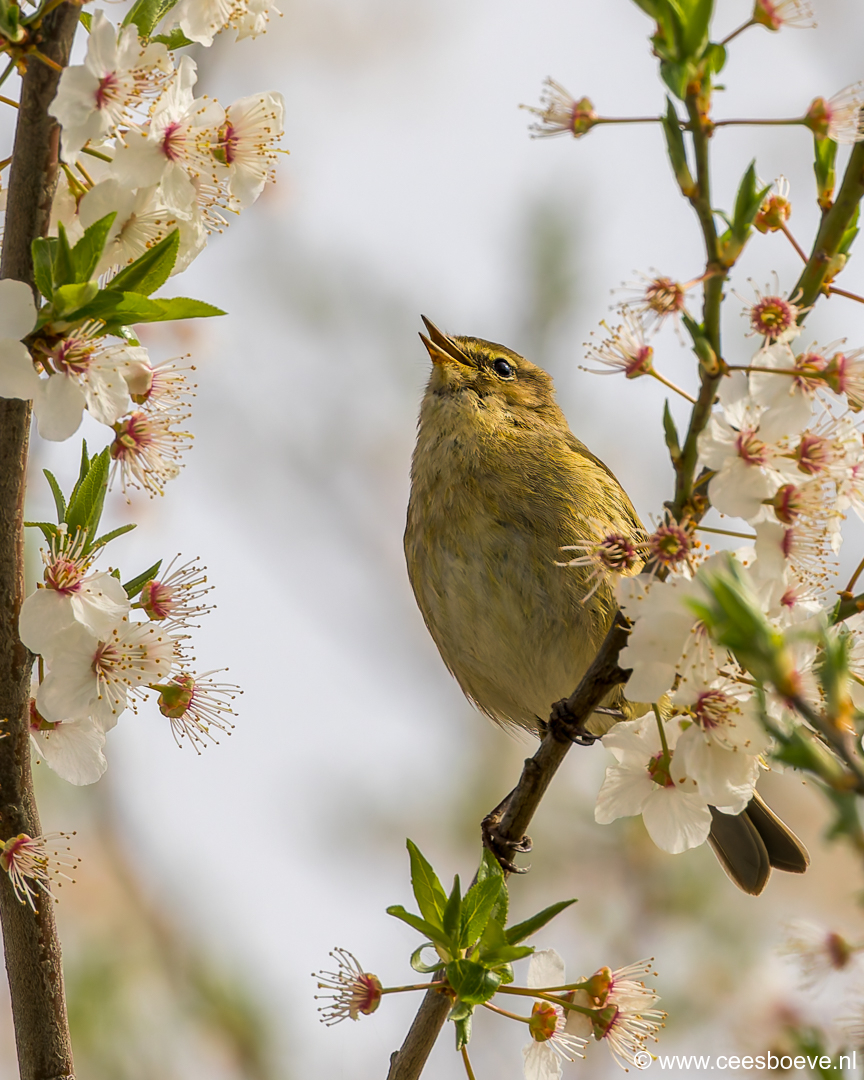 Tjiftjaf | Zevenhuizerplas, 25 maart 2025