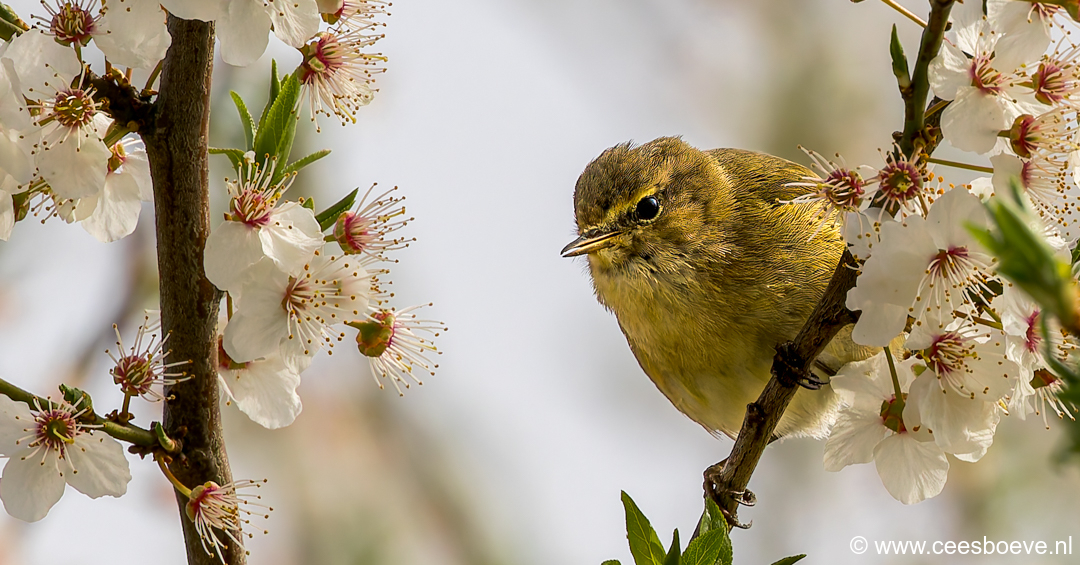 Tjiftjaf | Zevenhuizerplas, 25 maart 2025
