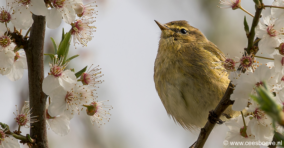 Tjiftjaf | Zevenhuizerplas, 25 maart 2025