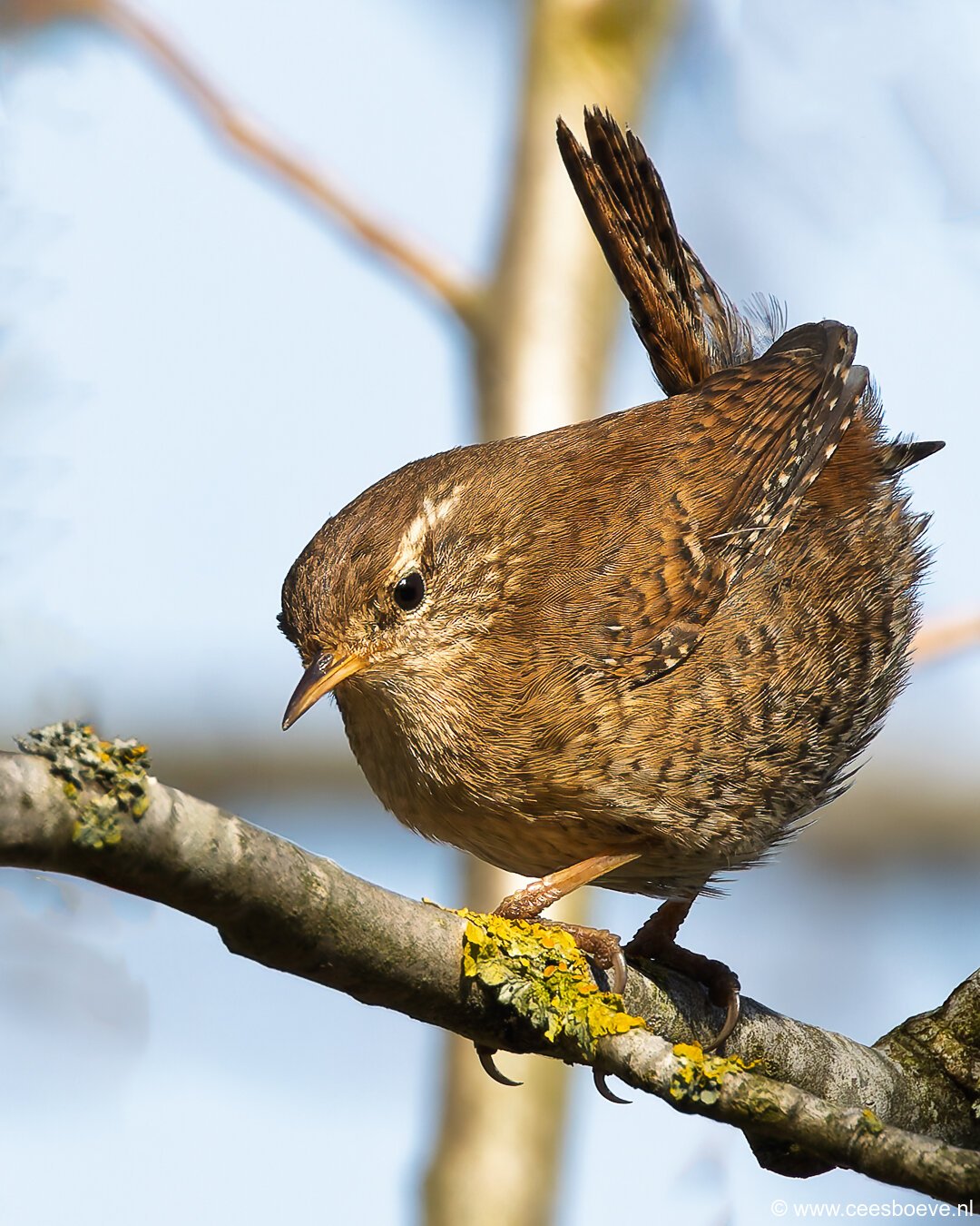 Winterkoning | Zevenhuizerplas, 7 april 2025