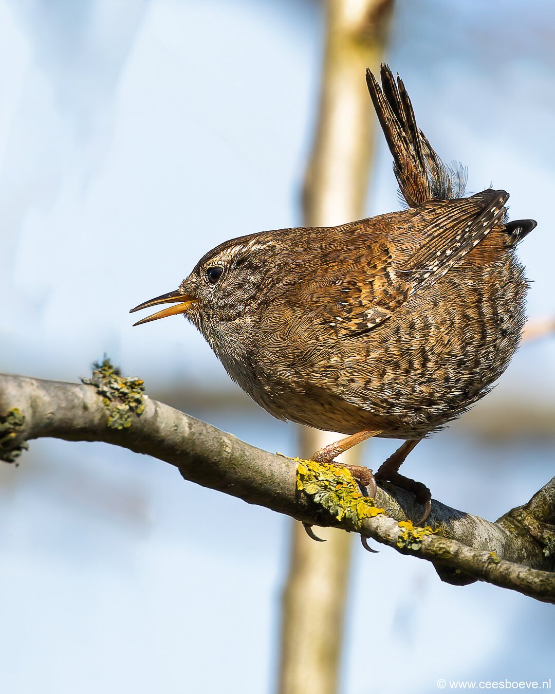 Winterkoning | Zevenhuizerplas, 7 april 2025