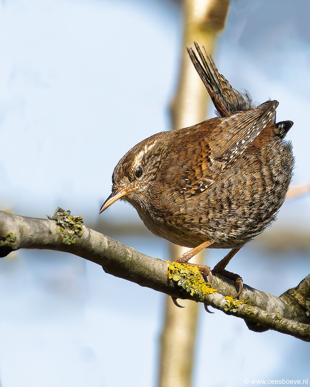 Winterkoning | Zevenhuizerplas, 7 april 2025