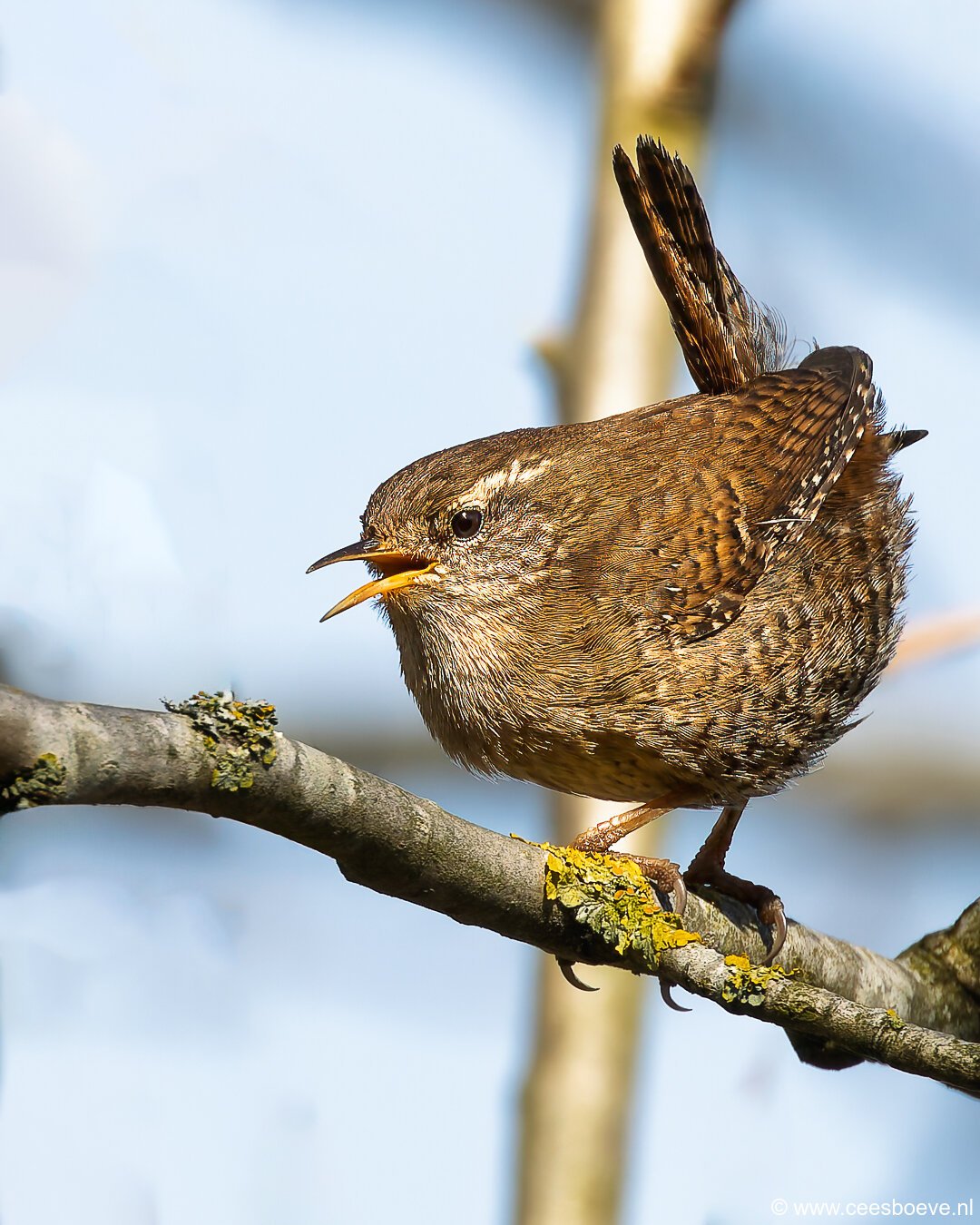 Winterkoning | Zevenhuizerplas, 7 april 2025