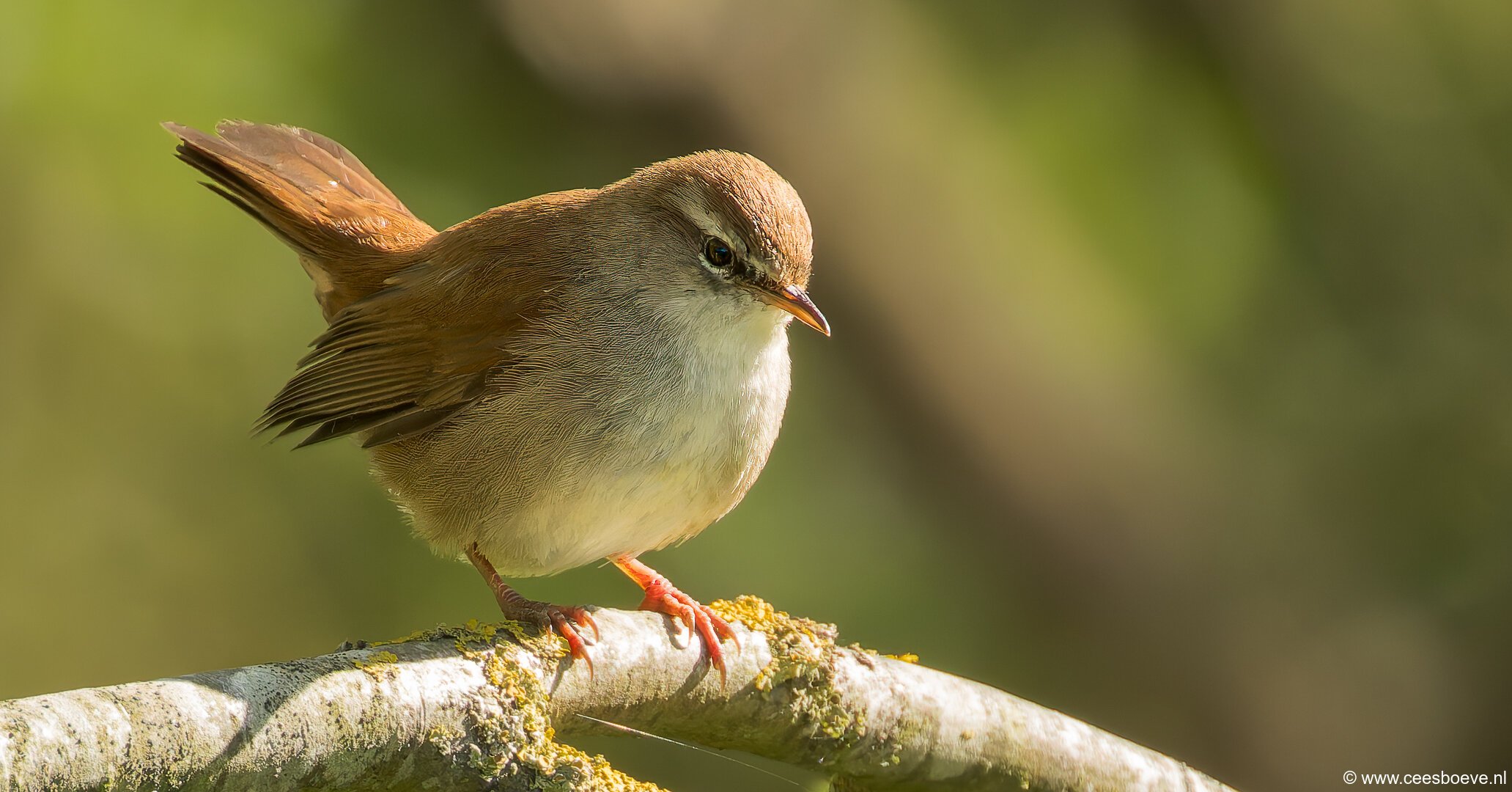 Cetti's zanger | Zevenhuizerplas, 7 april 2025