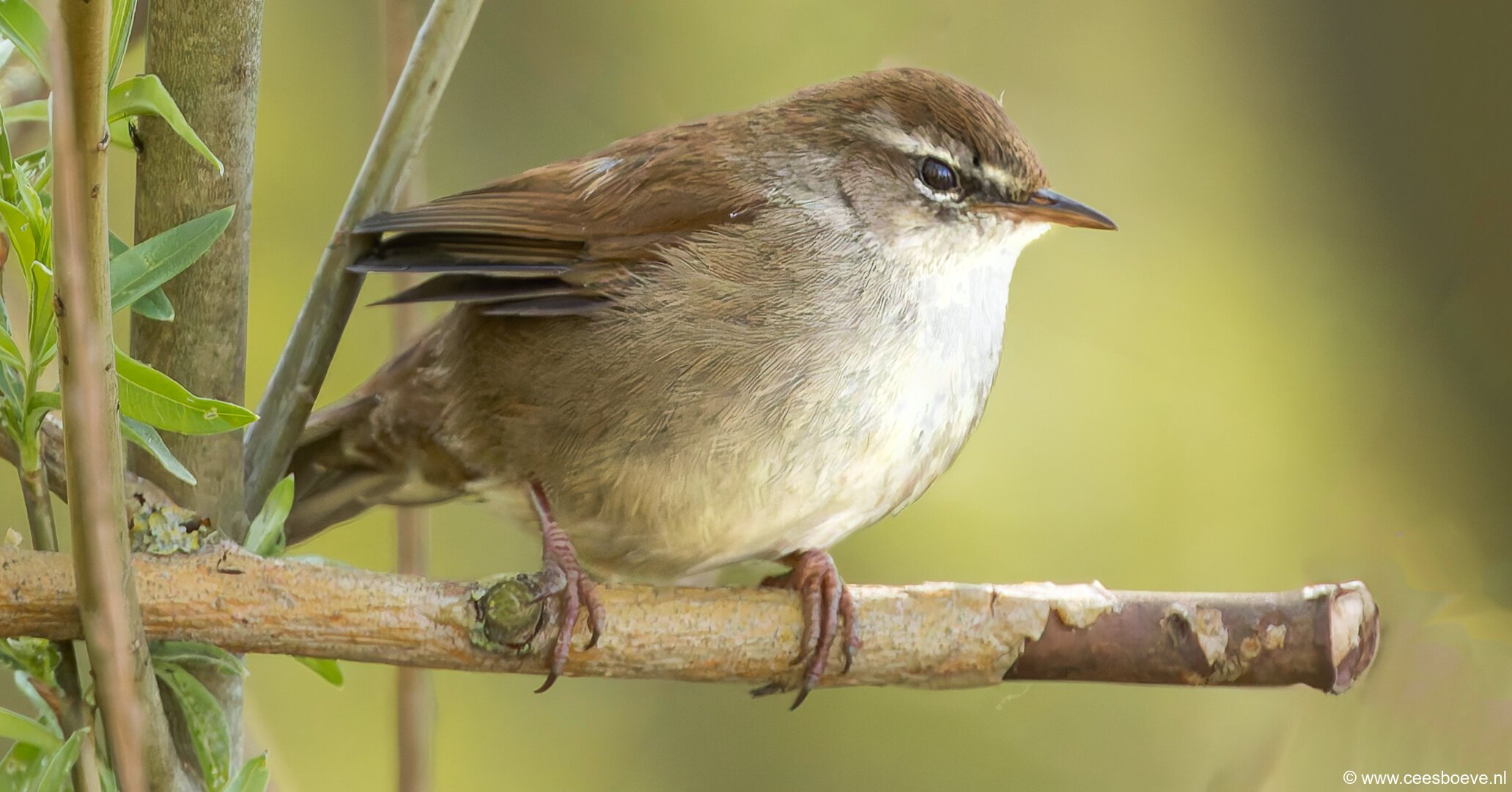 Cetti's zanger | Zevenhuizerplas, 7 april 2025
