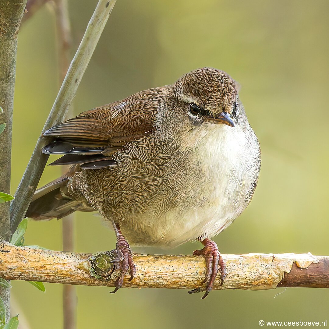 Cetti's zanger | Zevenhuizerplas, 7 april 2025