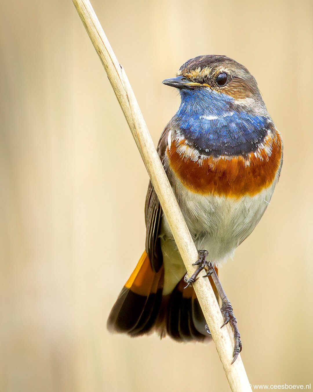 Blauwborst | Zevenhuizerplas, 8 mei 2025