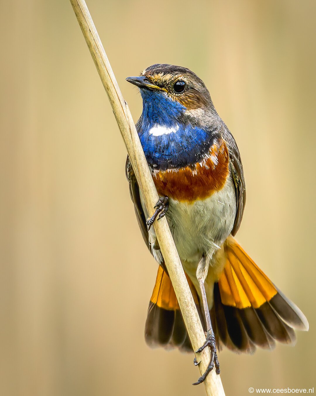 Blauwborst | Zevenhuizerplas, 8 mei 2025