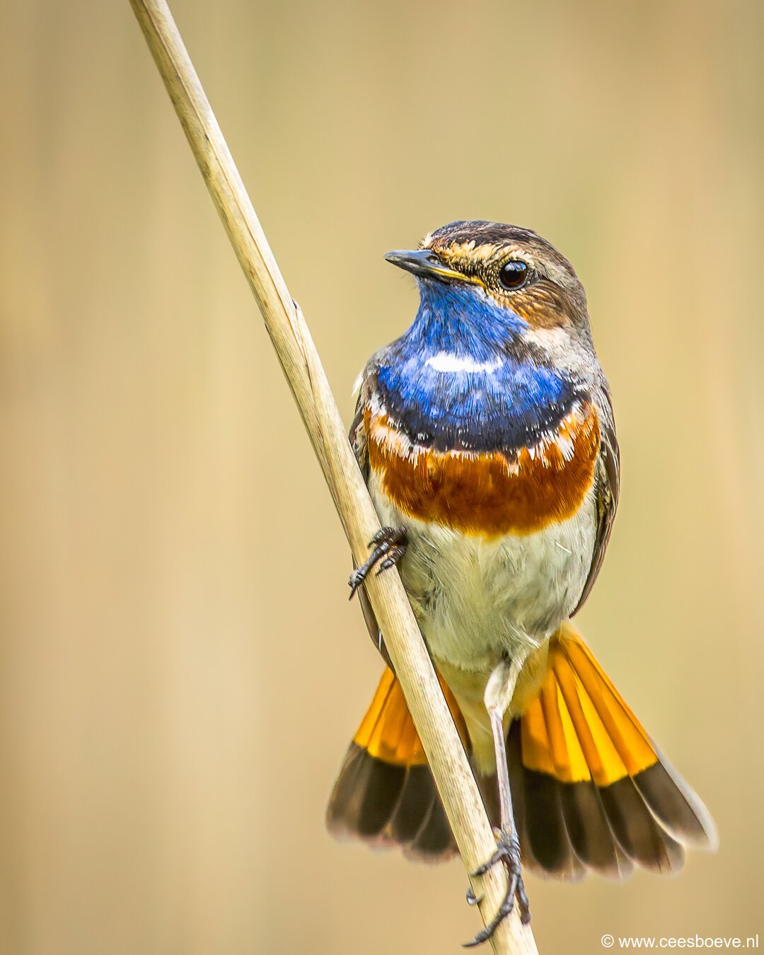 Blauwborst | Zevenhuizerplas, 8 mei 2025