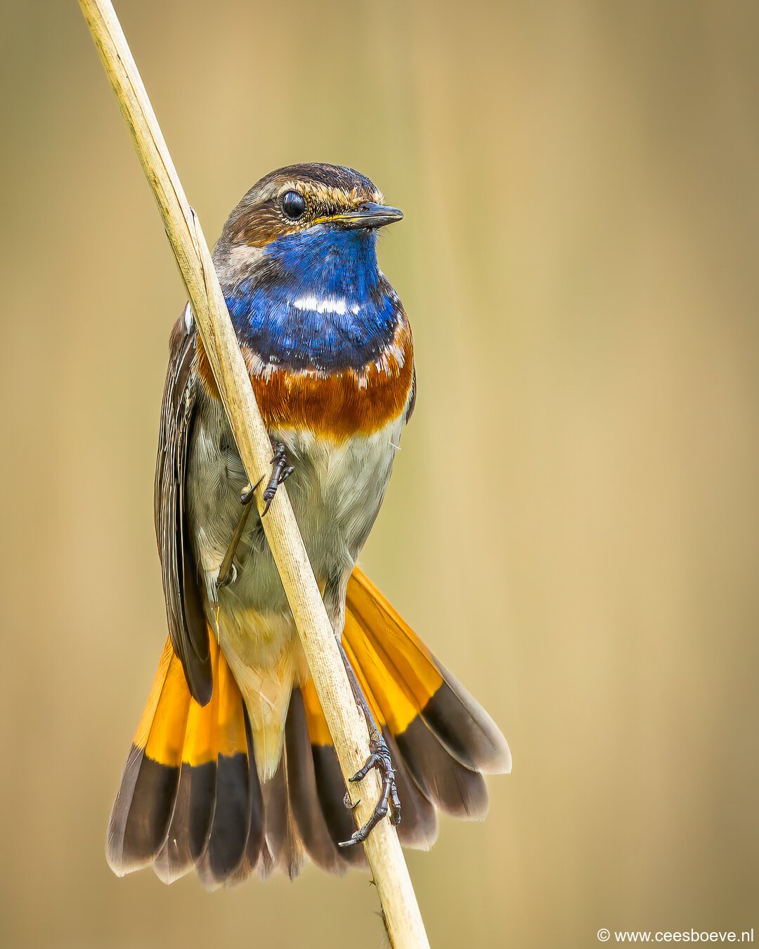 Blauwborst | Zevenhuizerplas, 8 mei 2025