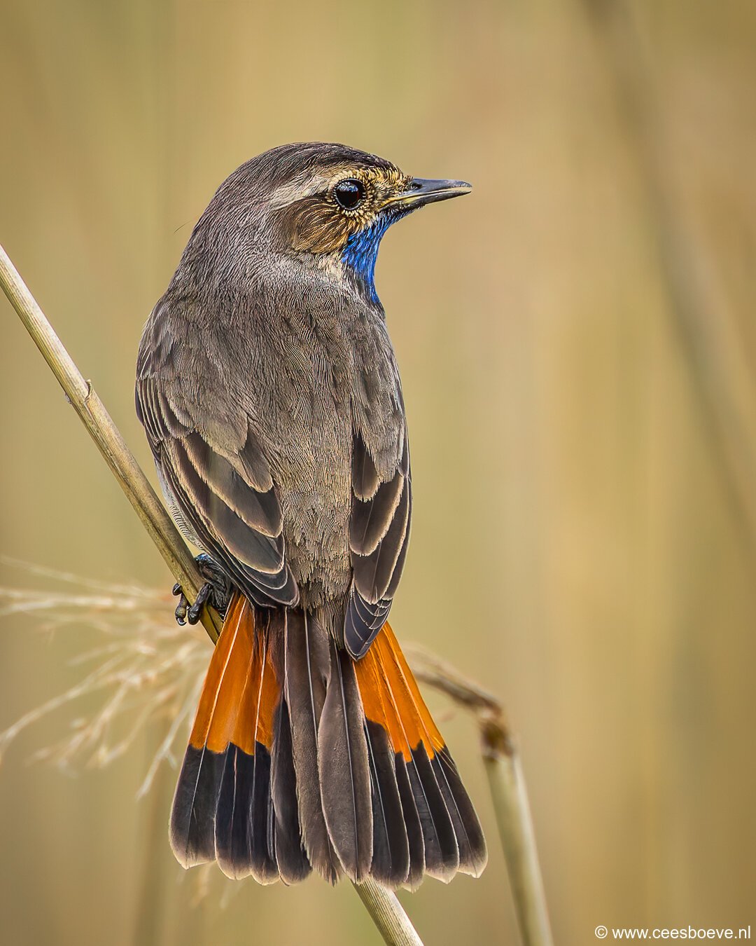 Blauwborst | Zevenhuizerplas, 8 mei 2025