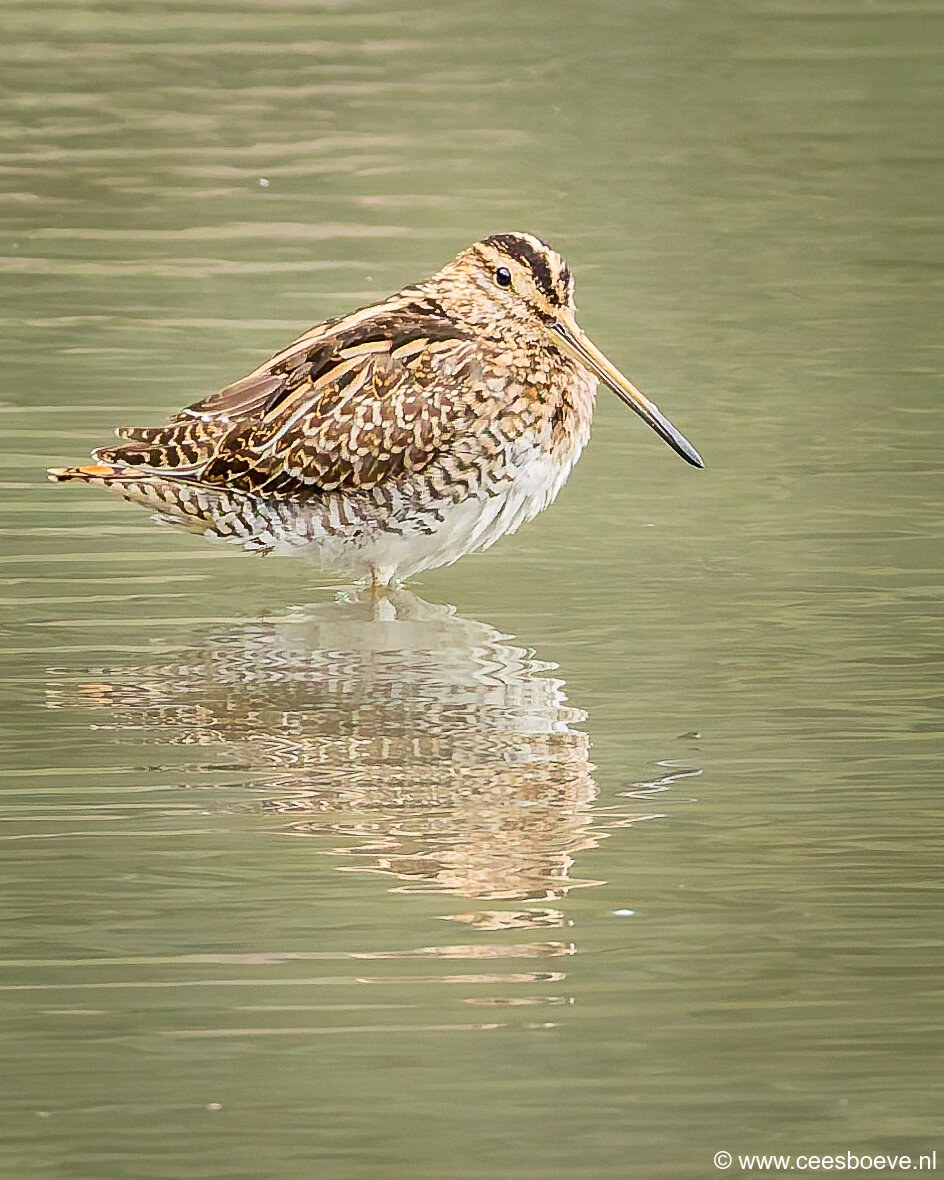 Watersnip | Zevenhuizerplas, 26 september 2025