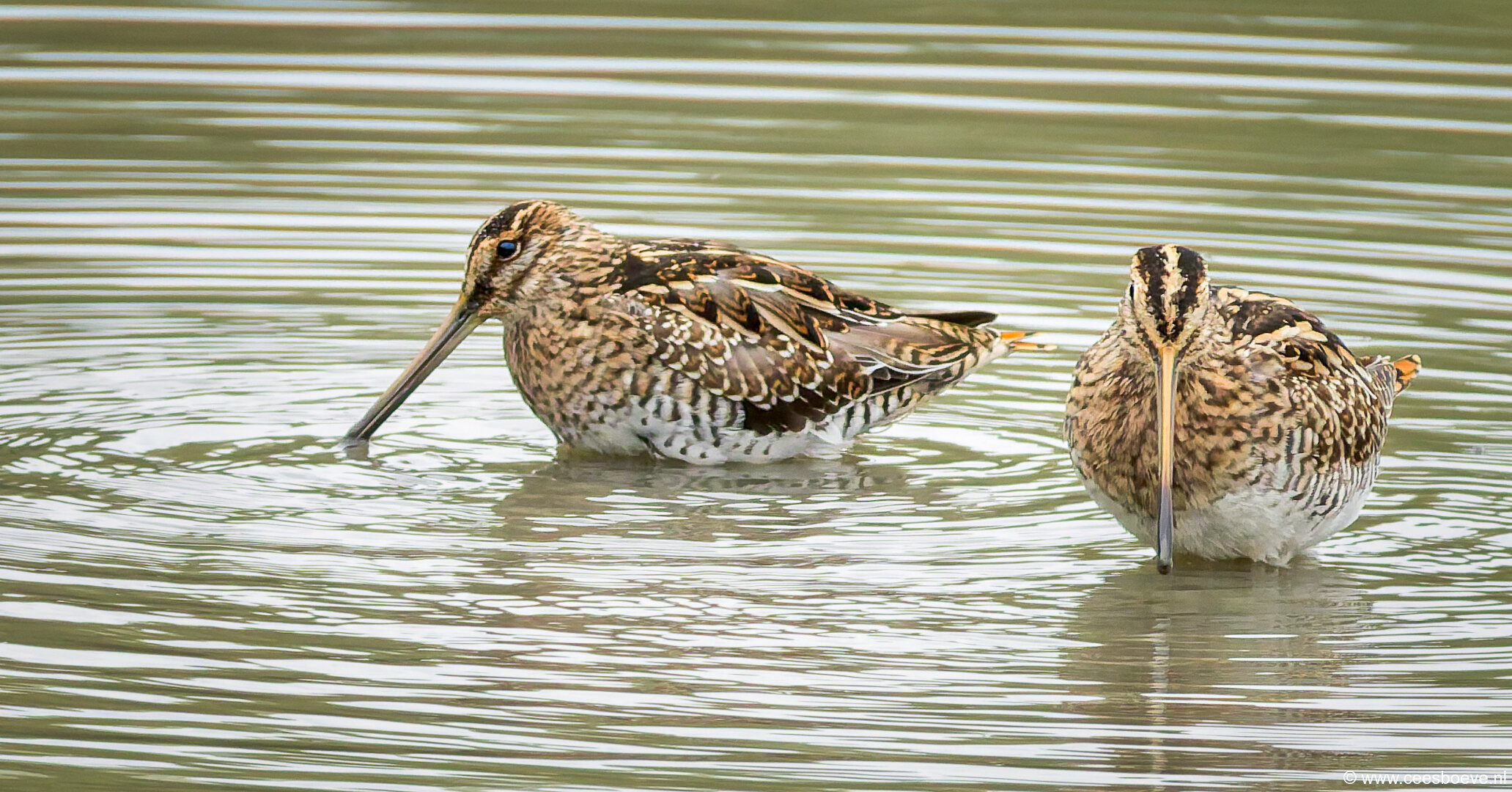 Watersnip | Zevenhuizerplas, 26 september 2025