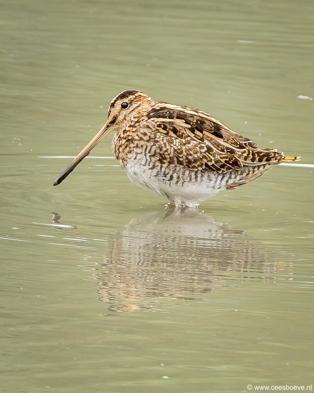 Watersnip | Zevenhuizerplas, 26 september 2025