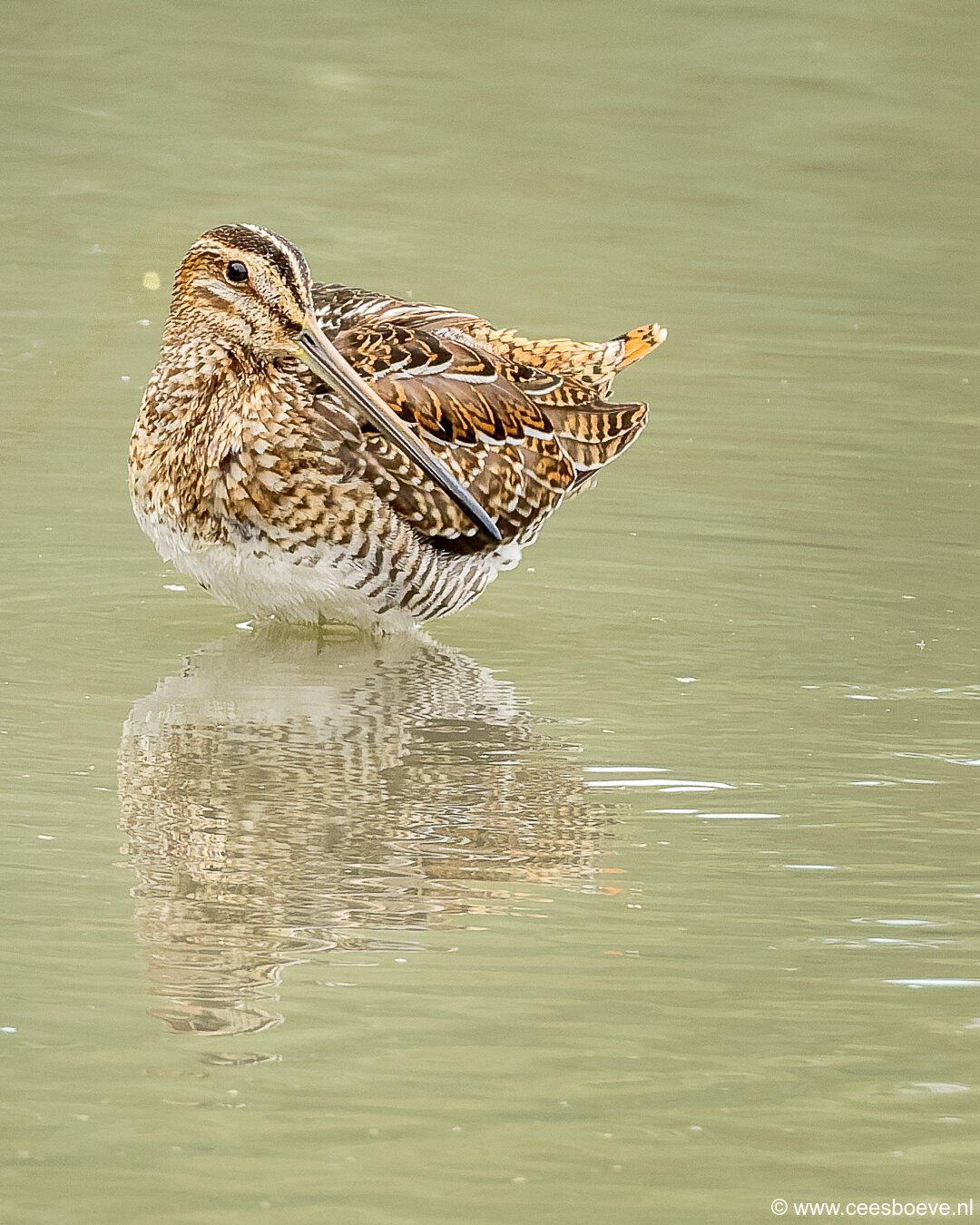 Watersnip | Zevenhuizerplas, 26 september 2025