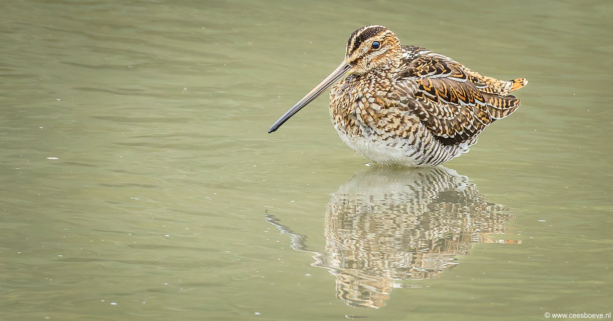 Watersnip | Zevenhuizerplas, 26 september 2025