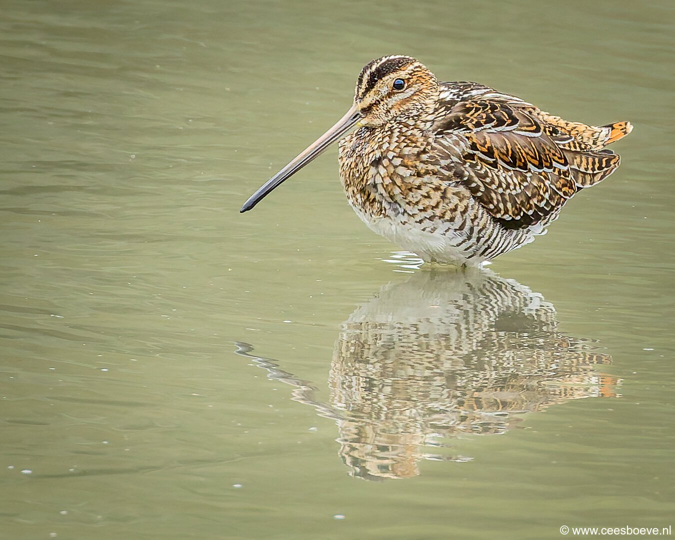 Watersnip | Zevenhuizerplas, 26 september 2025