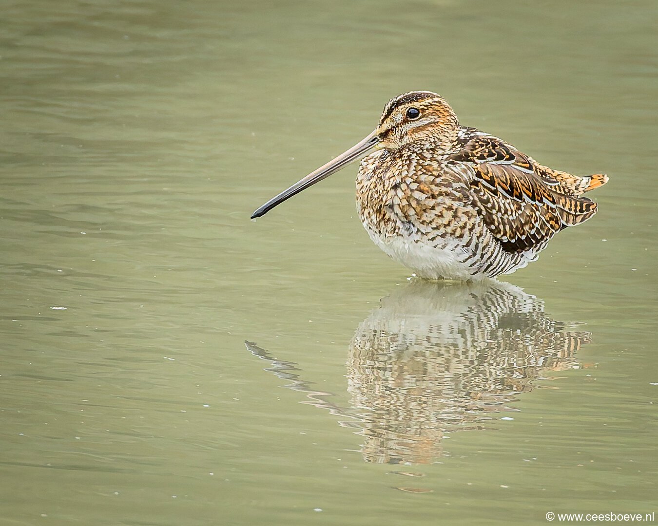 Watersnip | Zevenhuizerplas, 26 september 2025
